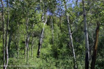 Old_Snowmass_res_vacant_land_for_sale_TBD_Shield_O_Road_10_AspenSnowmassSothebys