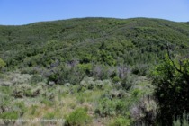 Old_Snowmass_res_vacant_land_for_sale_TBD_Shield_O_Road_2_AspenSnowmassSothebys